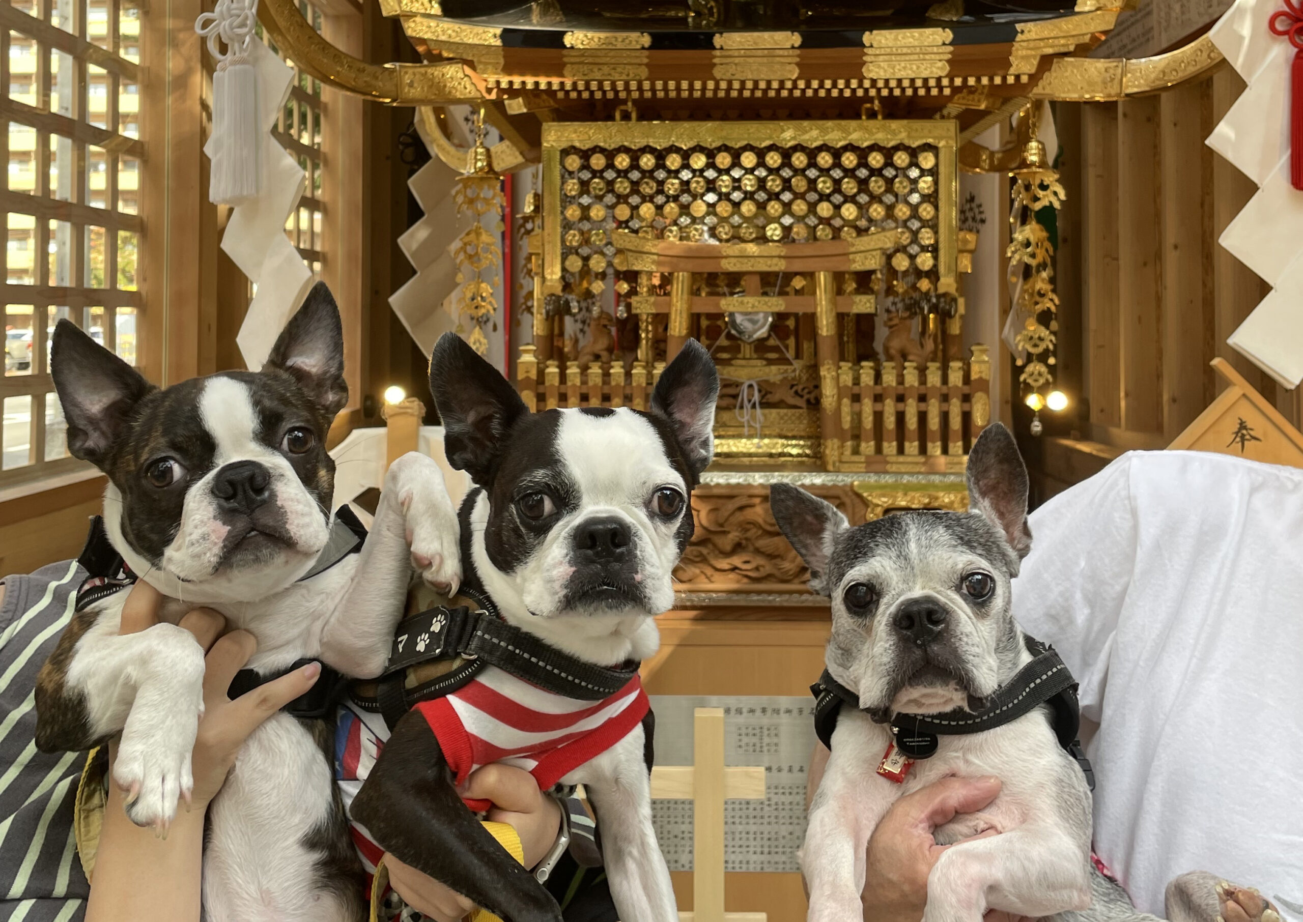 神社に参拝